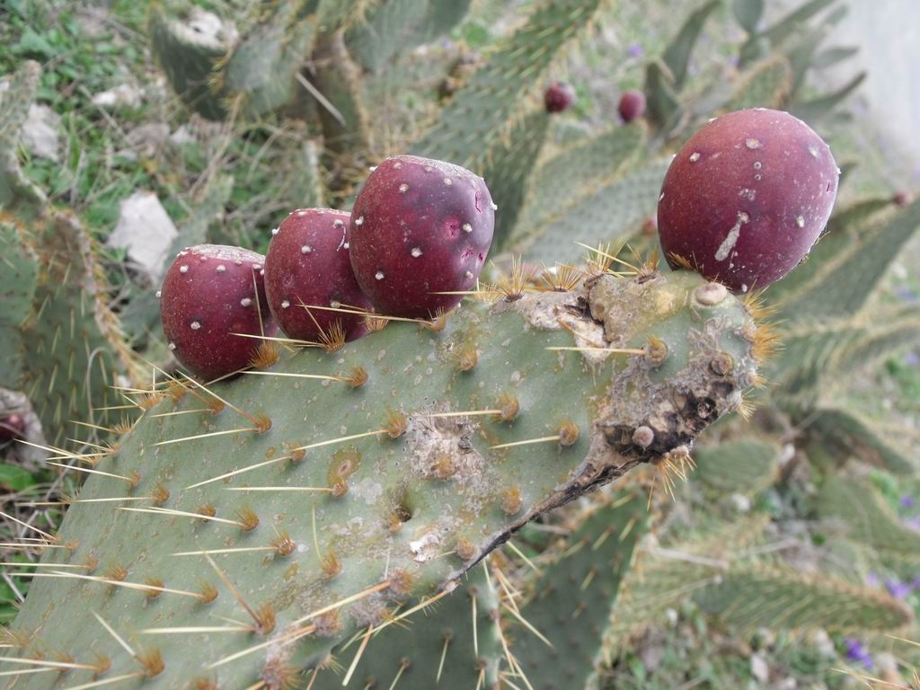 Opuntia engelmannii / Fico d''India di Engelmann
